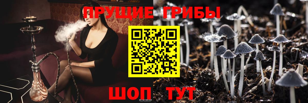 Галлюциногенные грибы Psilocybe Камышлов